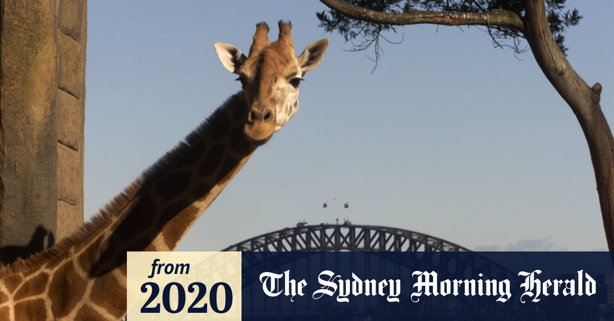 Coronavirus Australia Taronga Zoo to close its doors on Wednesday